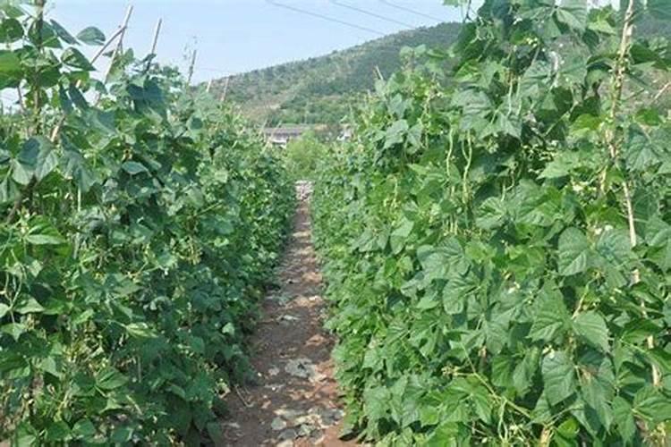 秋季长豆角刚开始摘浇水用什么肥好