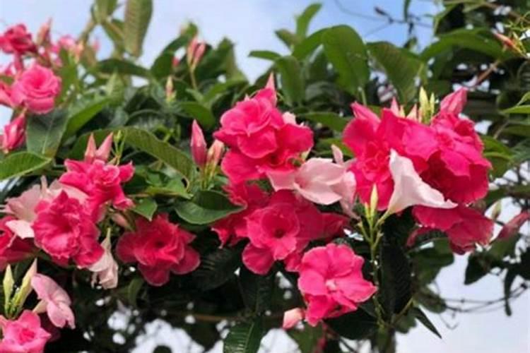 芜湖椒和尖椒哪个更好