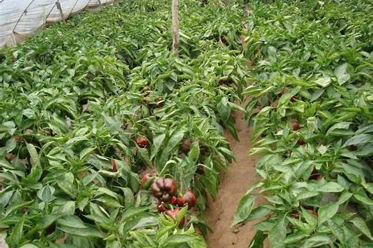 夏季辣椒落花落果严重怎么办？做好水肥管理是关键