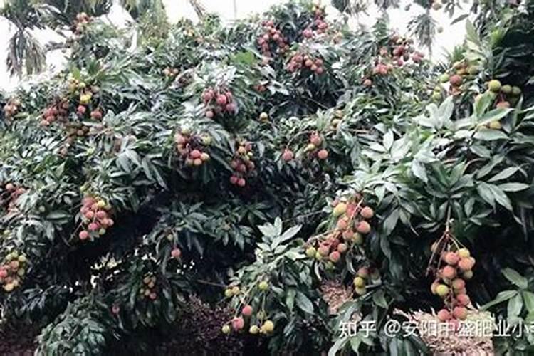 问一下荔枝龙眼要怎样施肥才能早熟？