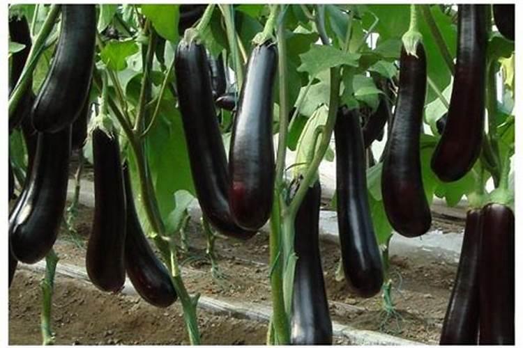 黄腐酸钾最佳使用方法