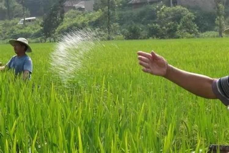 绿萝施什么肥料长得好,叶子更绿？