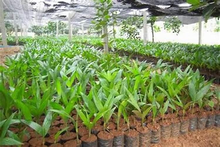 山药一亩地能产多少斤