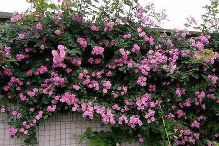 蔷薇花什么时候施肥