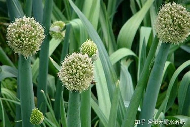 种红蒜要用叶面肥,种红蒜如何施叶面肥？