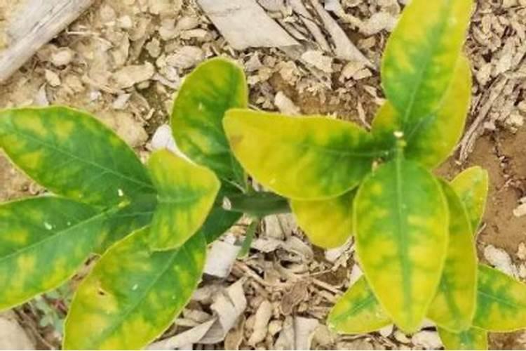 复合肥烧根后还能正常生长吗