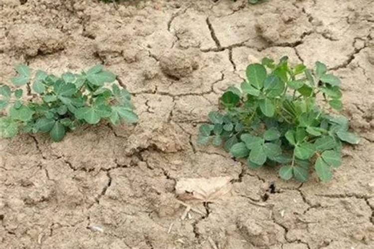 土地贫瘠适合种植什么