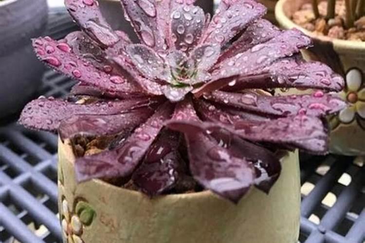 早春养黑法师,只要方法得当,可以养成漂亮的“紫莲花”,如何养呢？