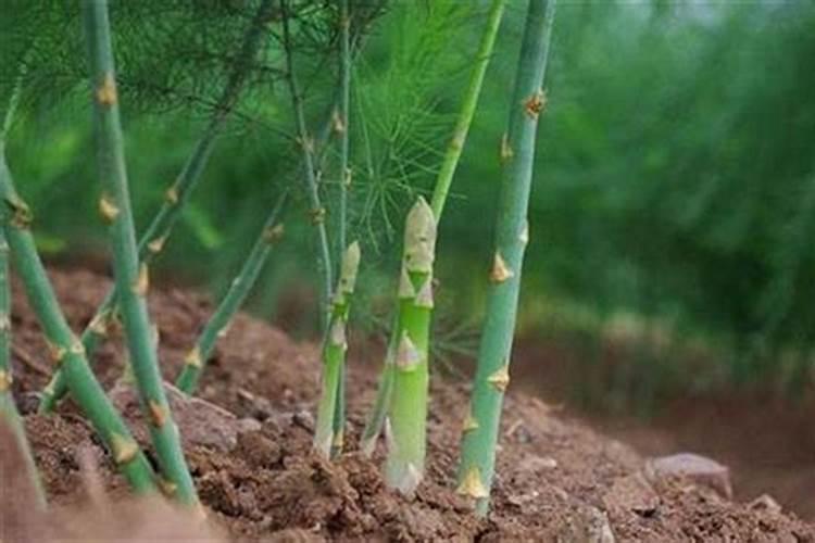 芦笋使用什么肥料最好