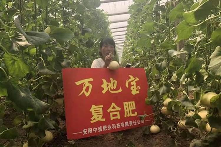 甜瓜拌种怎拌为好