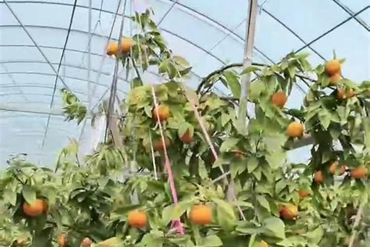 柑橘用什么水溶肥产量高？柑橘膨果用什么叶面肥效果好？