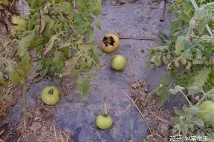 水稻肥多少钱一吨