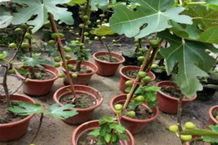 无花果树长出果后,什么时侯用上肥呢