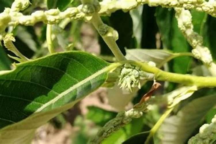 赤芍什么气候种植最好