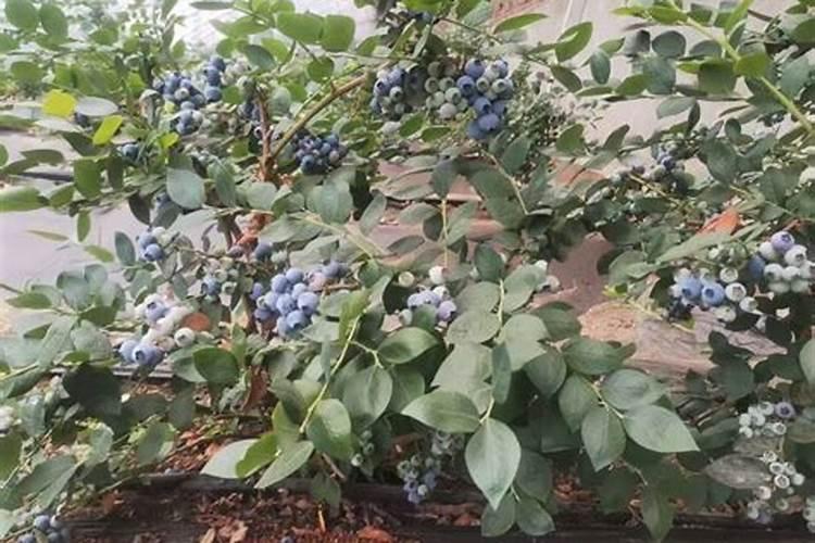 玉米地大雨后控释肥还需要施肥吗？