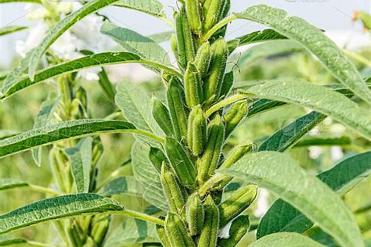 种芝麻用什么肥料