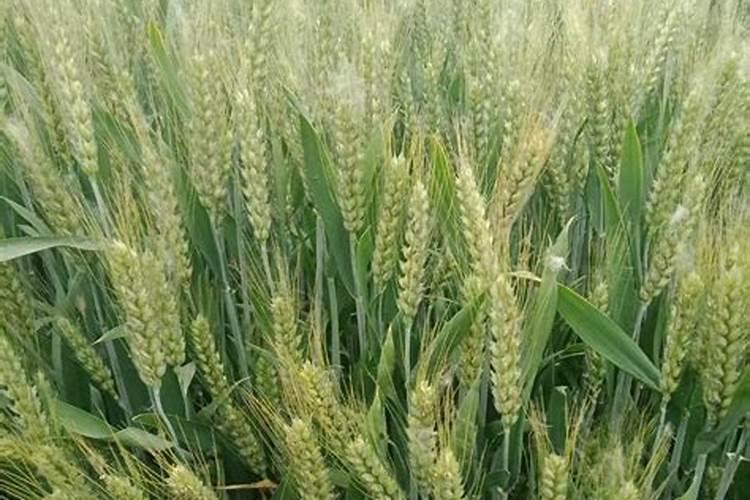 柑橘结果期上什么肥料好？柑橘挂果期用哪些肥料好？