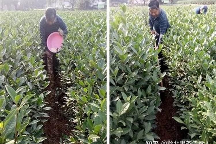 种茶叶如何喷施叶面肥好