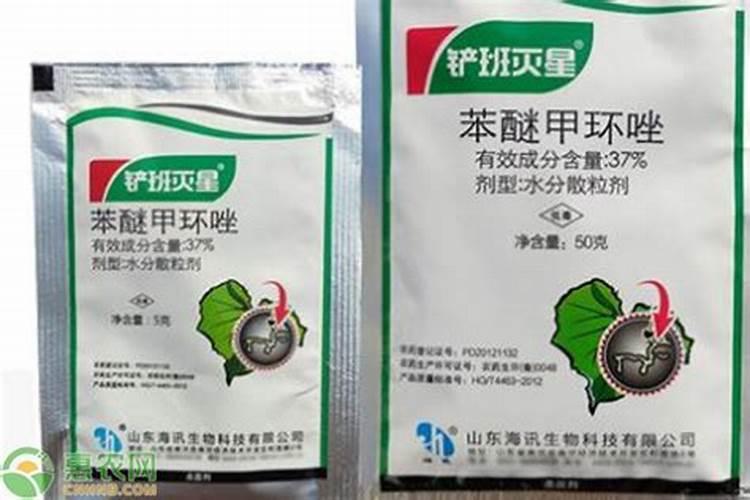 豆角苗叶子发白怎么回事