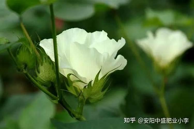 棉花生长期的追肥技术