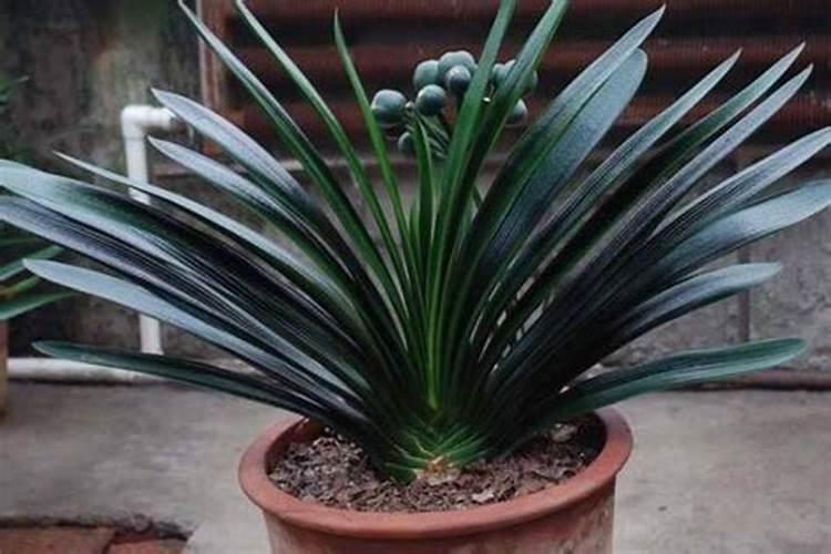 鹰嘴桃什么时候成熟上市