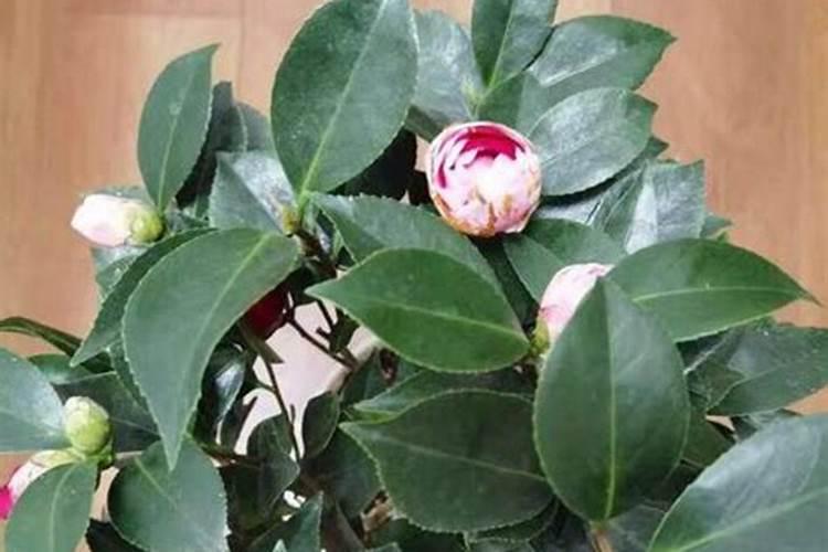 茶花施肥的正确方法