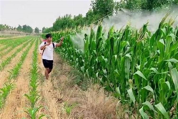 ...酰茚虫威甲氨基阿维菌素苯甲酸盐和叶面肥可以一起使用吗