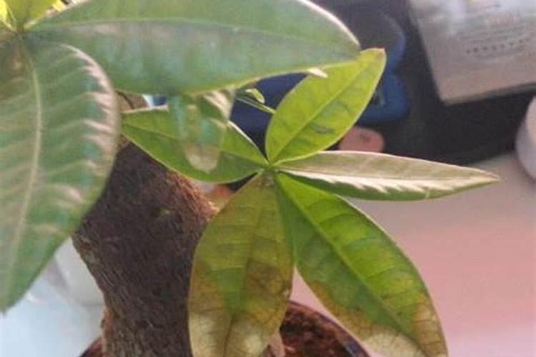 种黄瓜需要不需要冲钙肥