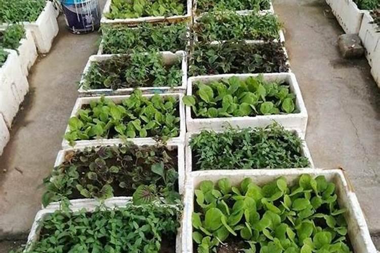 锌肥有什么作用