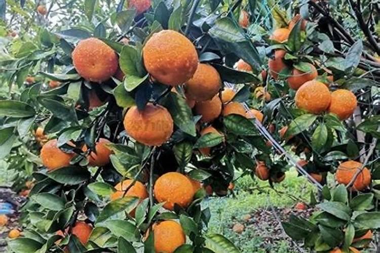 种菜慎用这些肥料