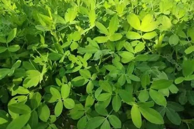 花生是忌氯作物吗