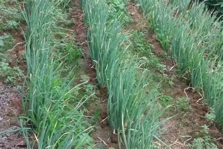 小葱施什么肥料最好