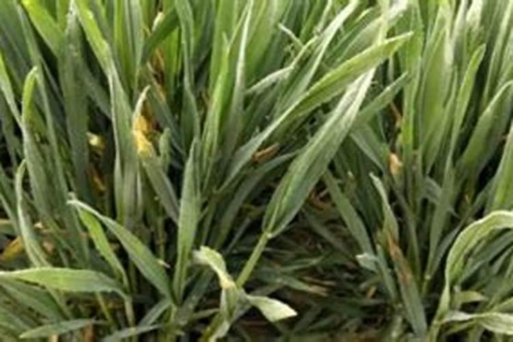腐植酸水溶肥是什么肥料 腐植酸水溶肥料的作用有哪些