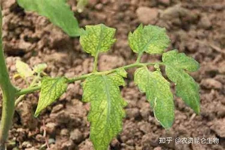 枇杷园采摘后的管理技巧 枇杷病虫害怎么防治