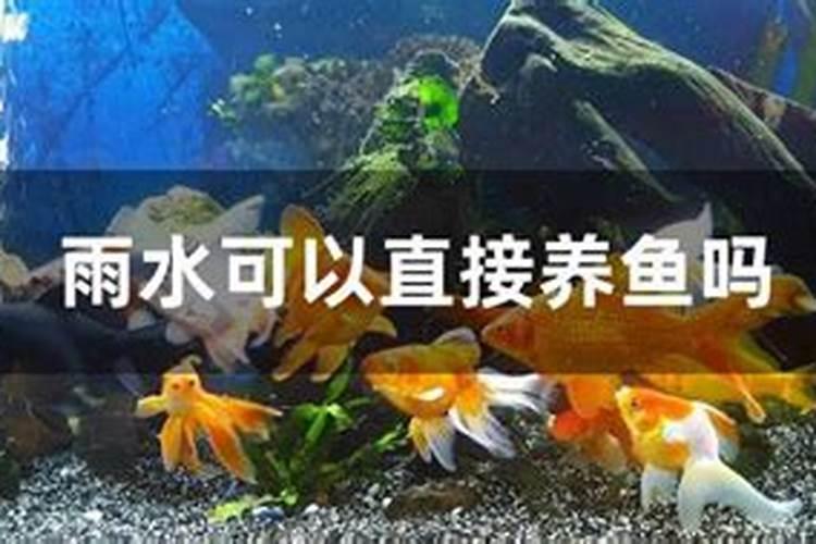 鱼的饲养养殖方法