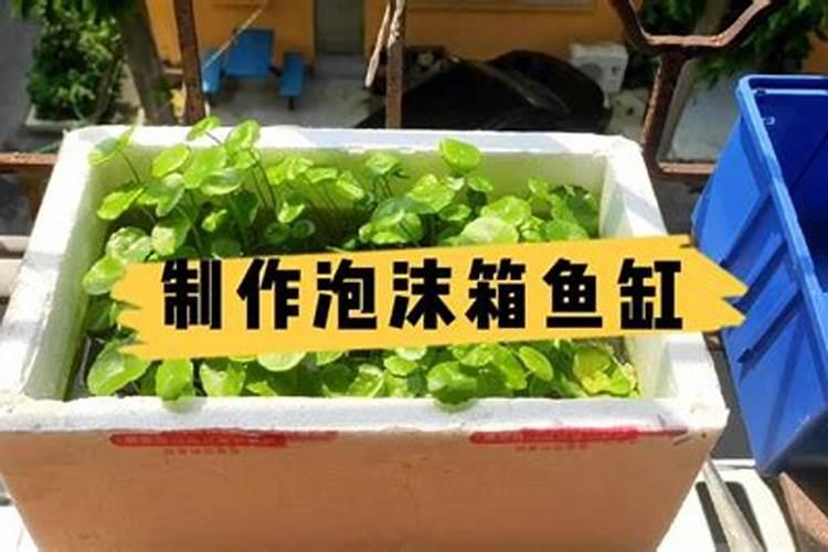 什么草喂鱼最好？