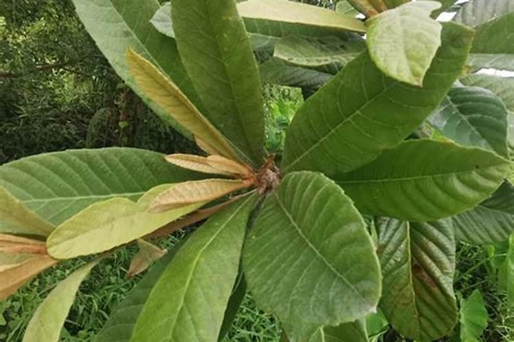 番茄转色期可以用202020的水溶肥吗？