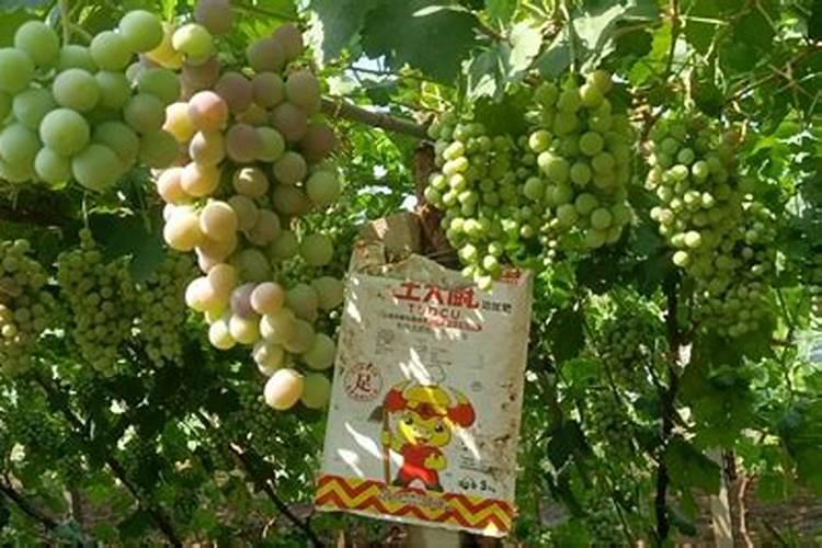 葡萄施肥时间和方法