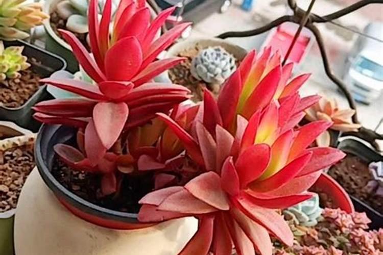 多肉火祭夏天怎么养护