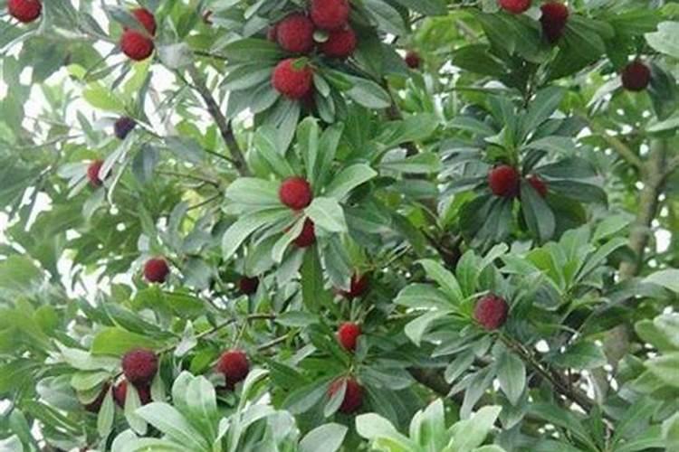 辣椒喷什么叶面肥结果多,多久喷一次