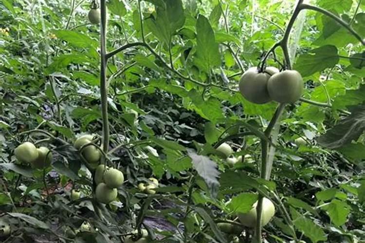 西红柿几天一浇水几天一施肥