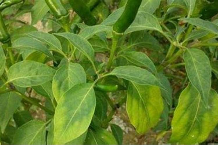 植物缺少氮磷钾分别会出现哪些症状？