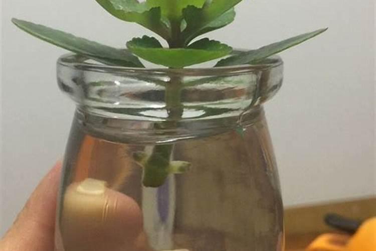 海花草专用肥料？