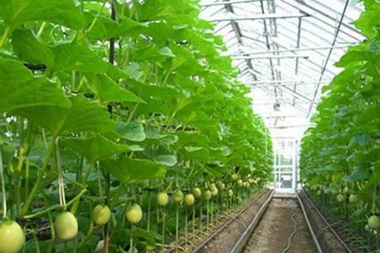 大棚厚皮甜瓜果实膨大期水肥如何管理？