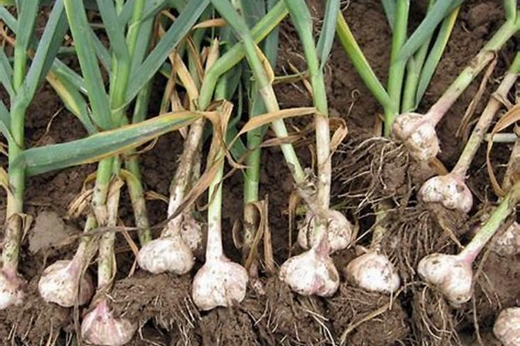 硝酸铵钙大蒜膨大期能用吗