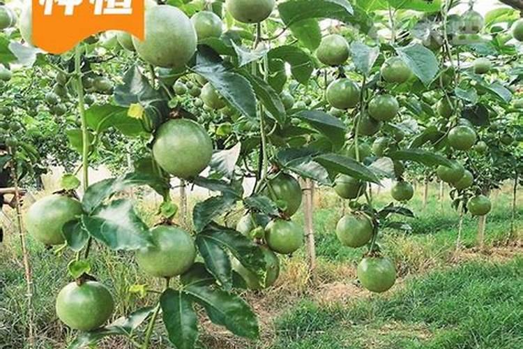 君子兰喜欢什么肥料