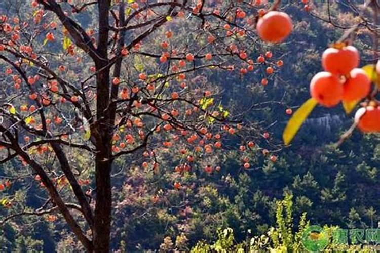 苏州欧富朗电子商务有限公司怎么样？