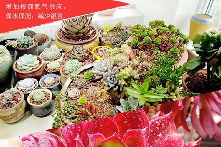 多肉怎么养才能够肉厚呢？需要给多肉施肥吗？