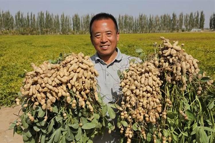 花生三遍药用哪个,花生高产套餐三遍药,花生专用肥昆仑风
