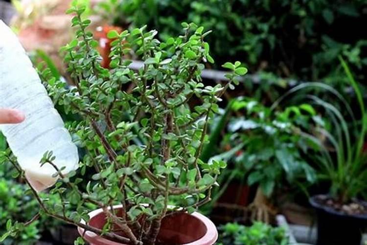 金枝玉叶花怎么养 如何养金枝玉叶花